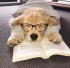 BindiD