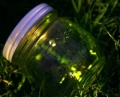Fireflies In A Mason Jar