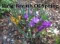 First Breath Of Spring