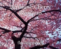 Japanese Cherry Blossoms