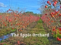 The Apple Orchard