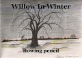 Willow In Winter