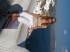 Roses77