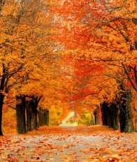 Maple Rivers
