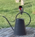 Goldfinch1