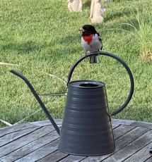 Goldfinch1